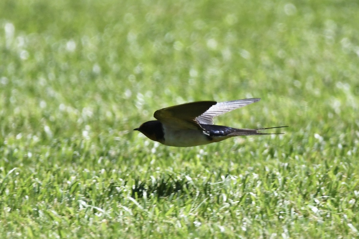 Barn Swallow (American) - ML461428451