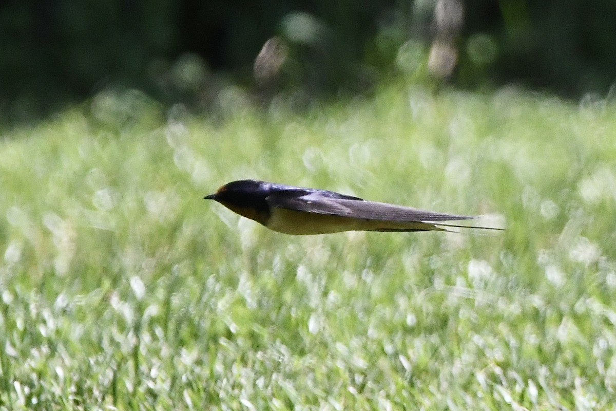 vlaštovka obecná (ssp. erythrogaster) - ML461428471