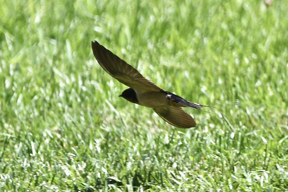 vlaštovka obecná (ssp. erythrogaster) - ML461428481