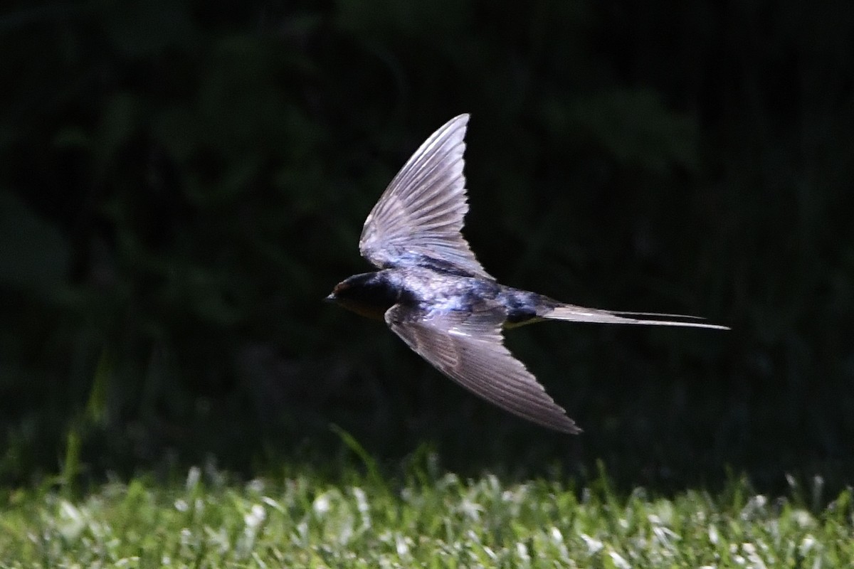 Barn Swallow (American) - ML461428491