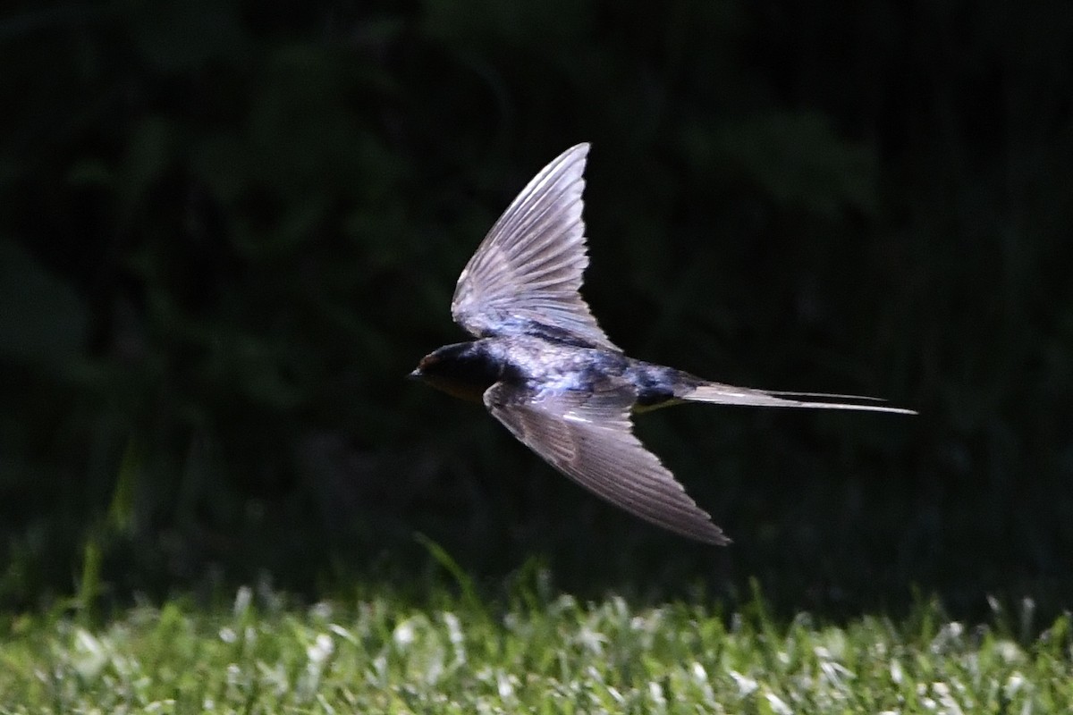 vlaštovka obecná (ssp. erythrogaster) - ML461428491
