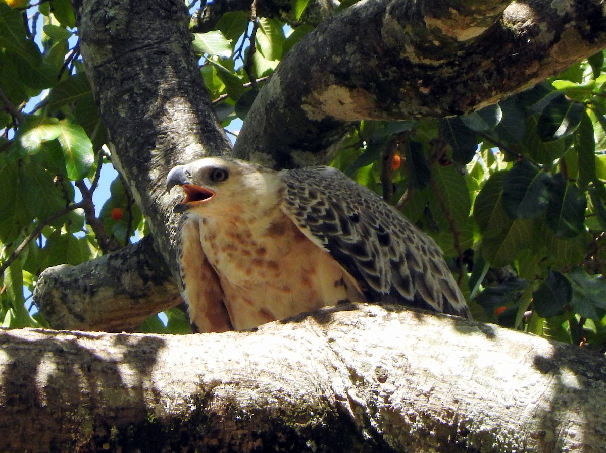 Crowned Eagle - ML46142901