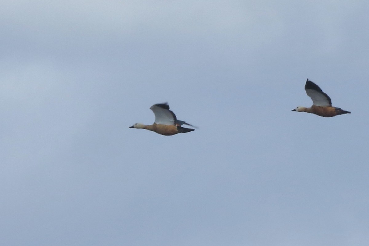 Ruddy Shelduck - ML461429631