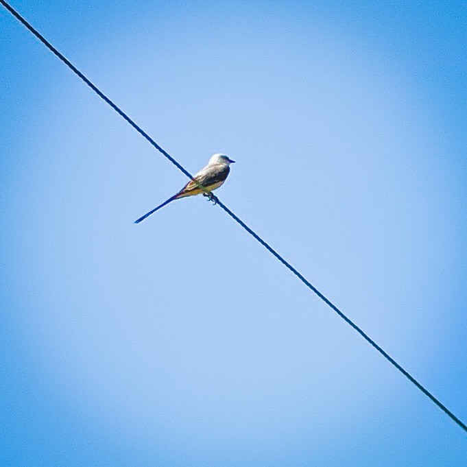 Scissor-tailed Flycatcher - Lisa Mease