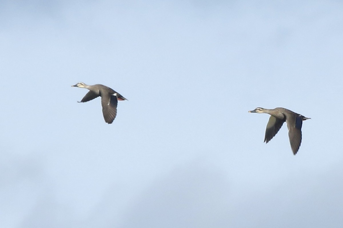 Eastern Spot-billed Duck - ML461430031