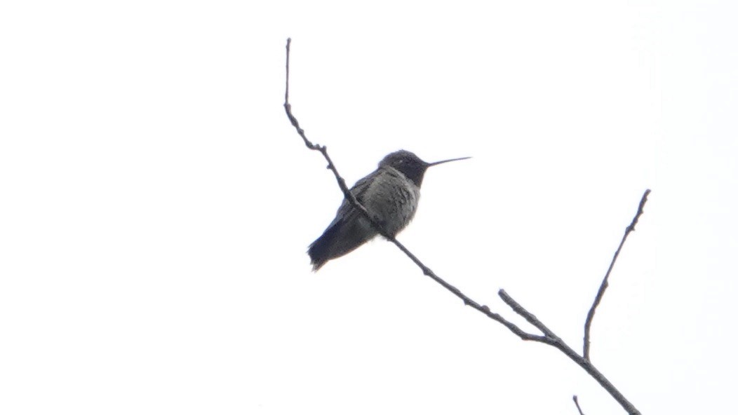 Black-chinned Hummingbird - Wink Gross