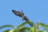 Gray-headed Kite - Lucas Alves