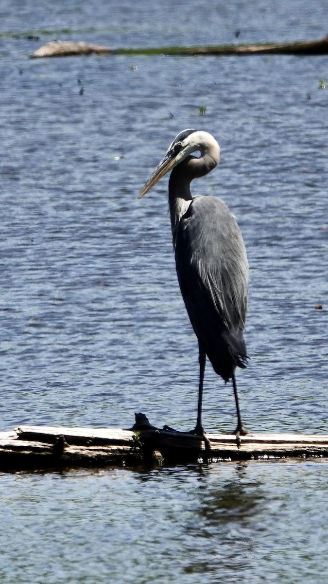 Great Blue Heron (Great Blue) - ML461431981