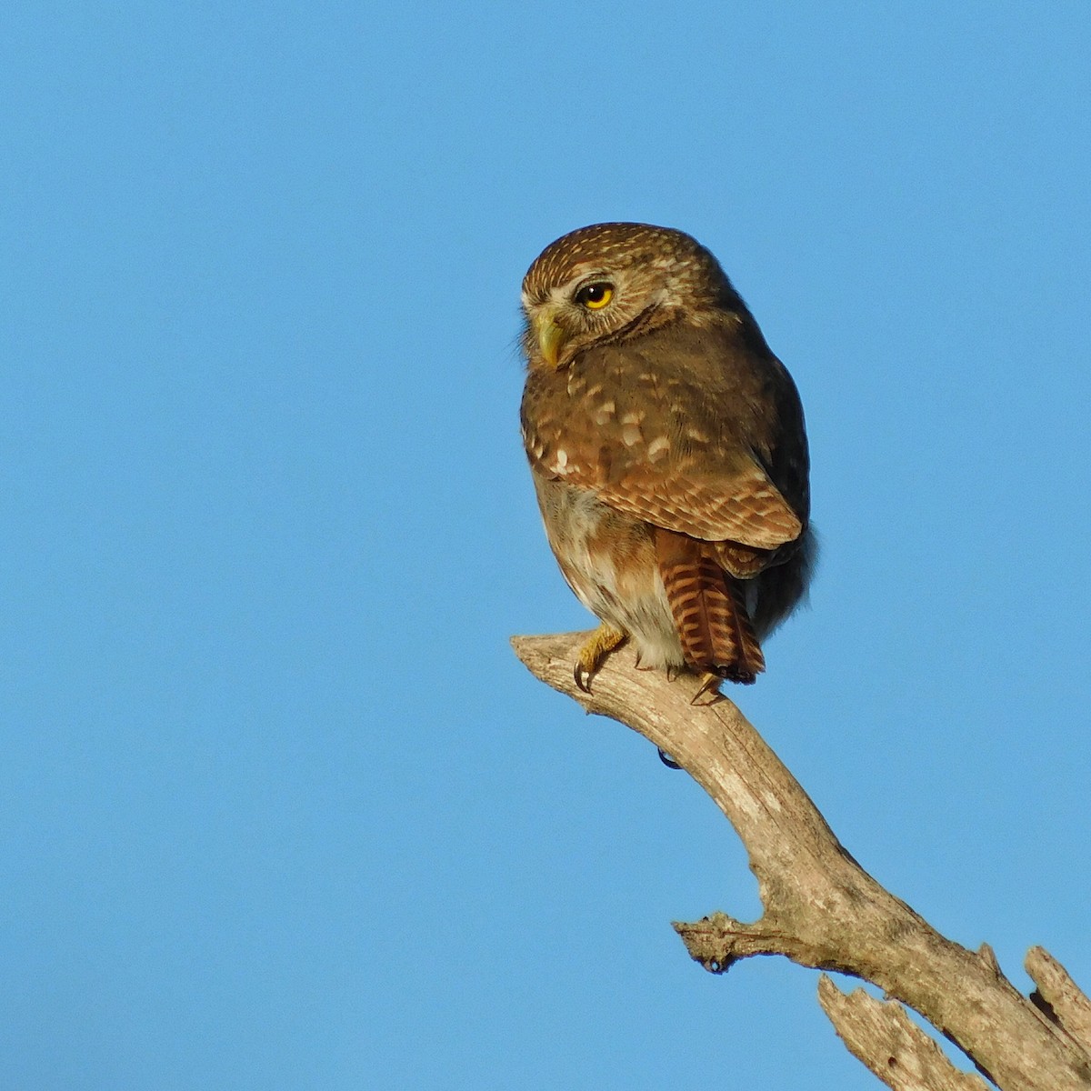 Ferruginous Pygmy-Owl - ML461432801