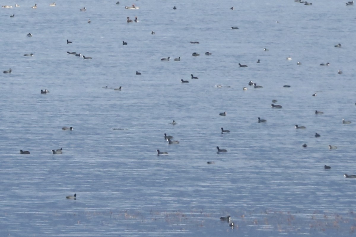 Eurasian Coot - ML461432851