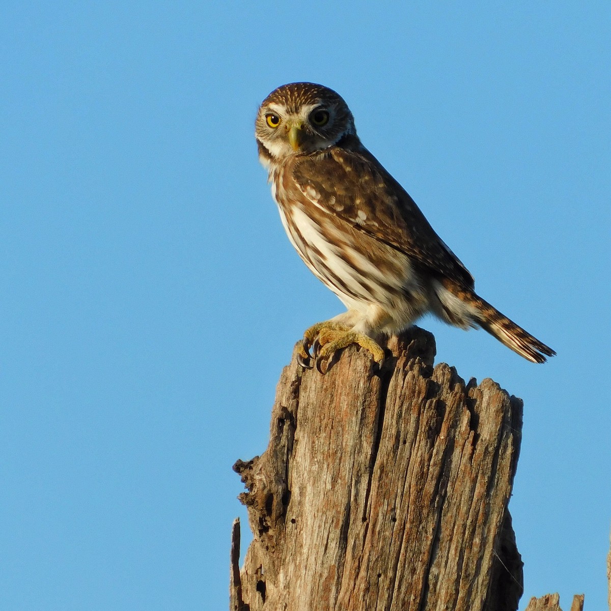 Ferruginous Pygmy-Owl - ML461432871