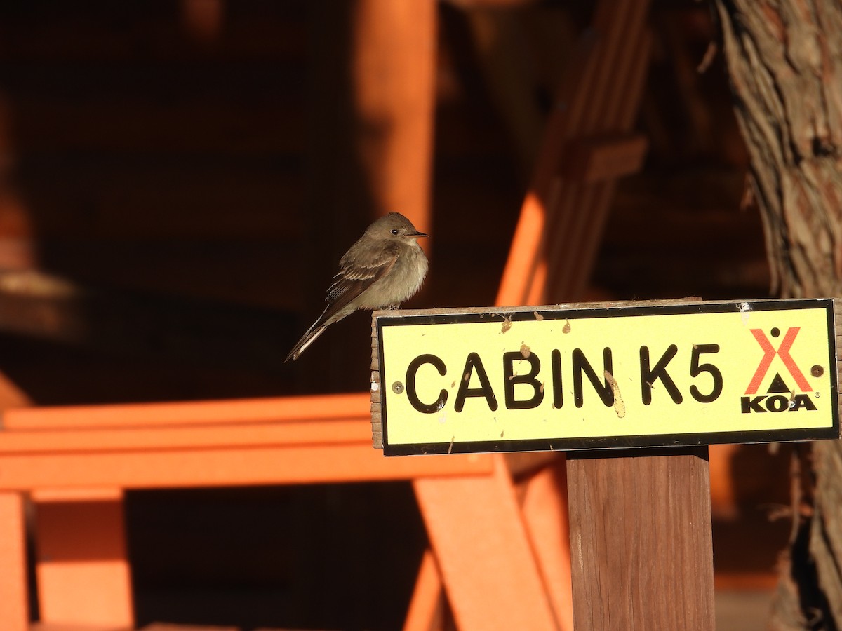 Willow Flycatcher (Southwestern) - ML461434041