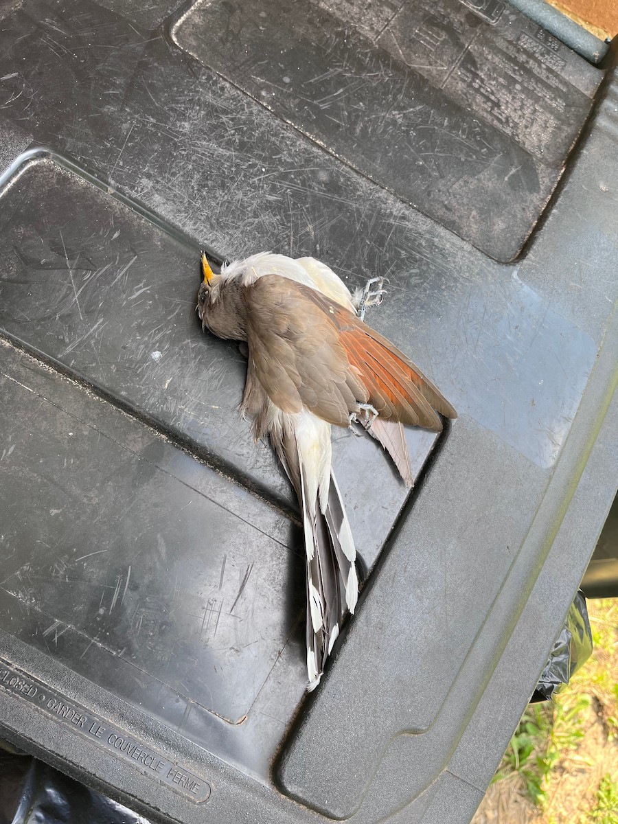 Yellow-billed Cuckoo - ML461435301