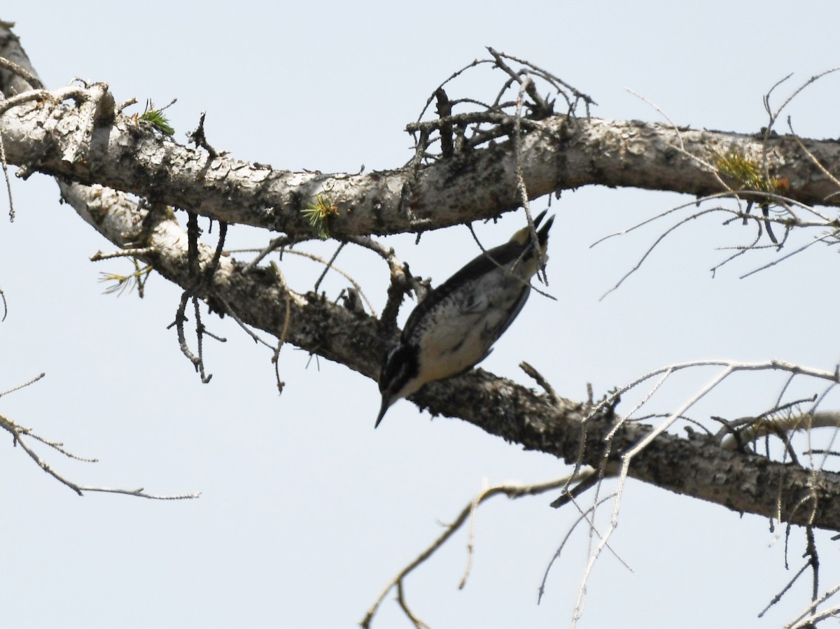 American Three-toed Woodpecker - ML461437781