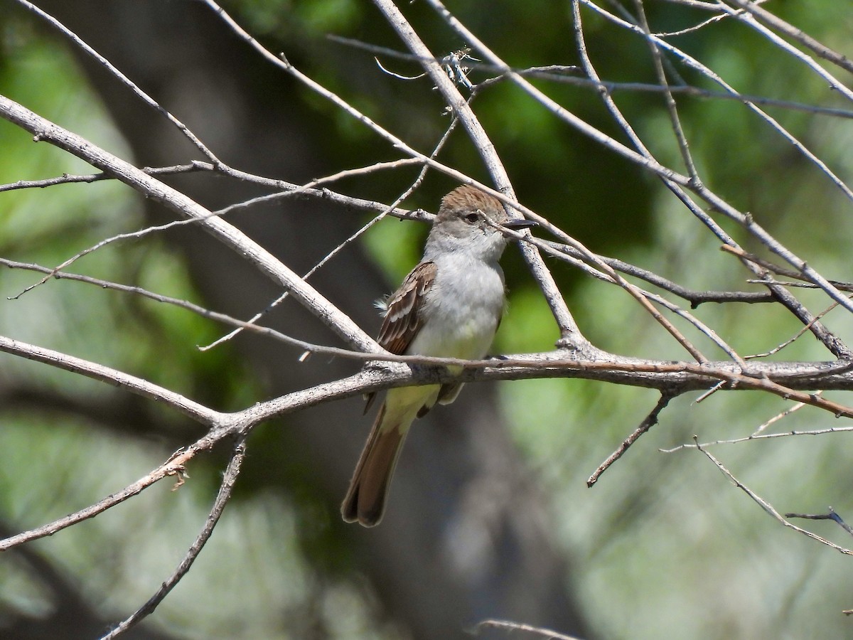 Ash-throated Flycatcher - ML461438581