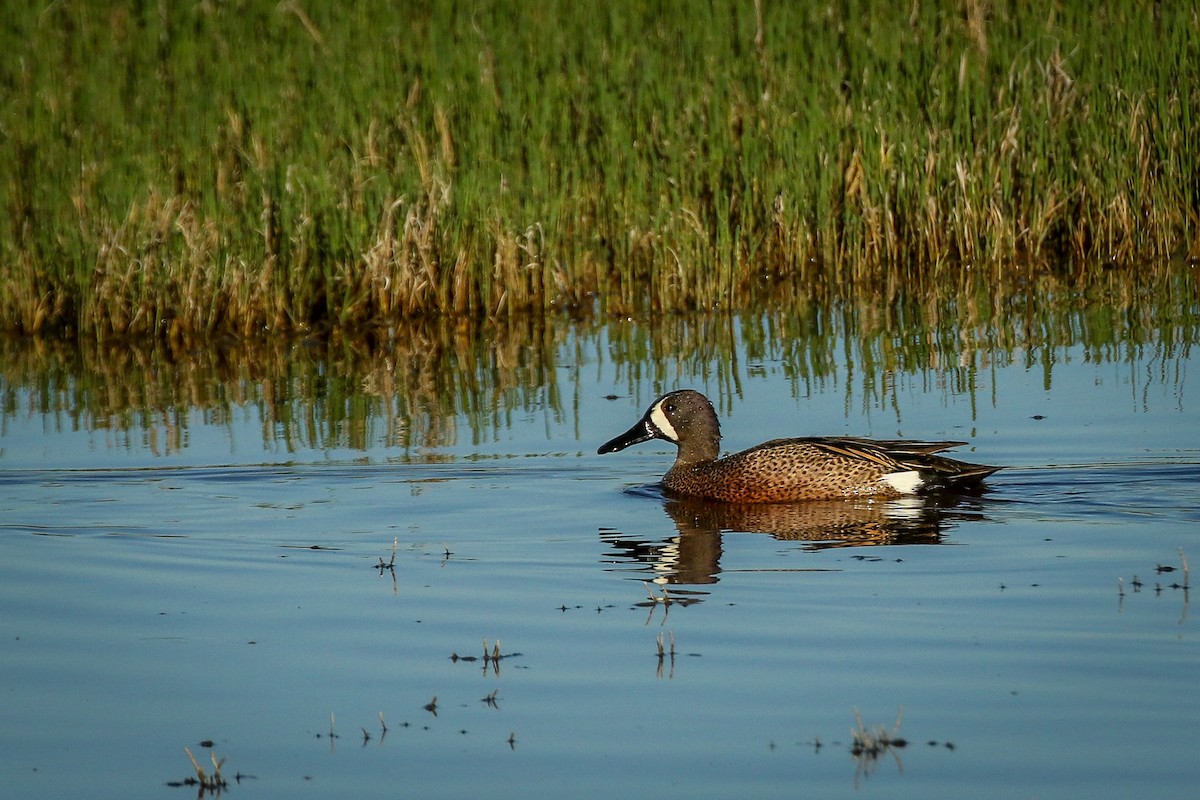 Blue-winged Teal - ML461439361