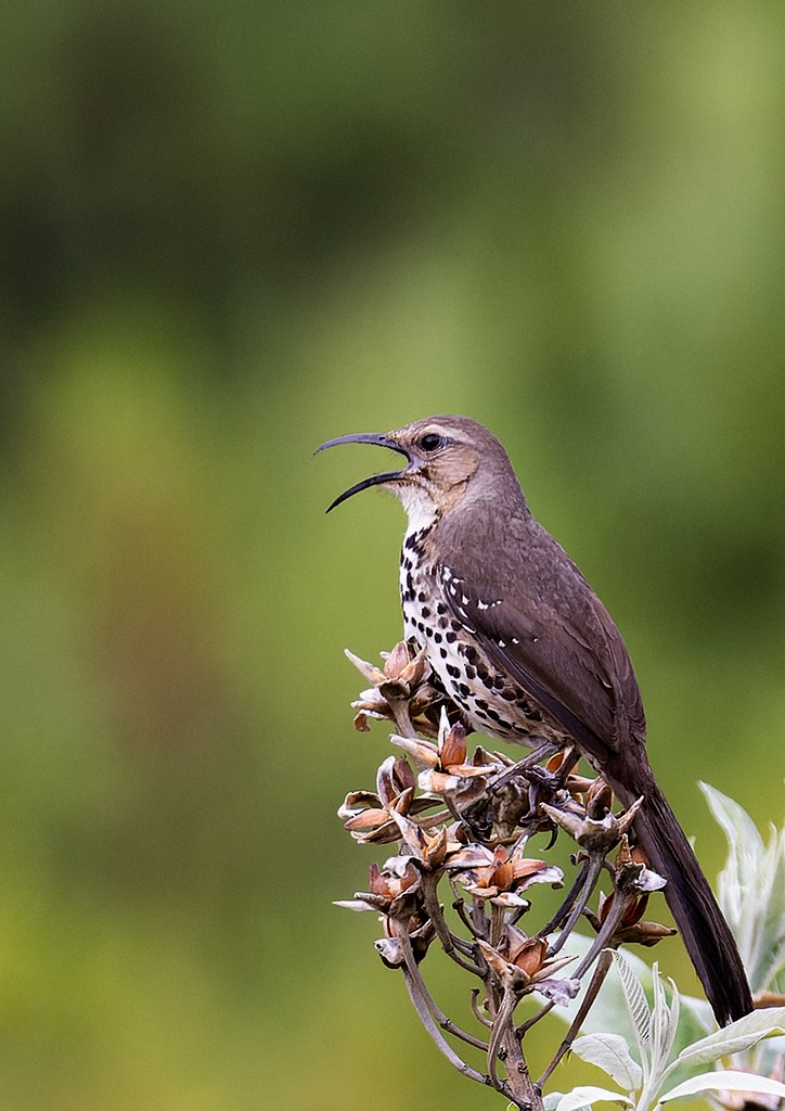 Ocellated Thrasher - ML461440041