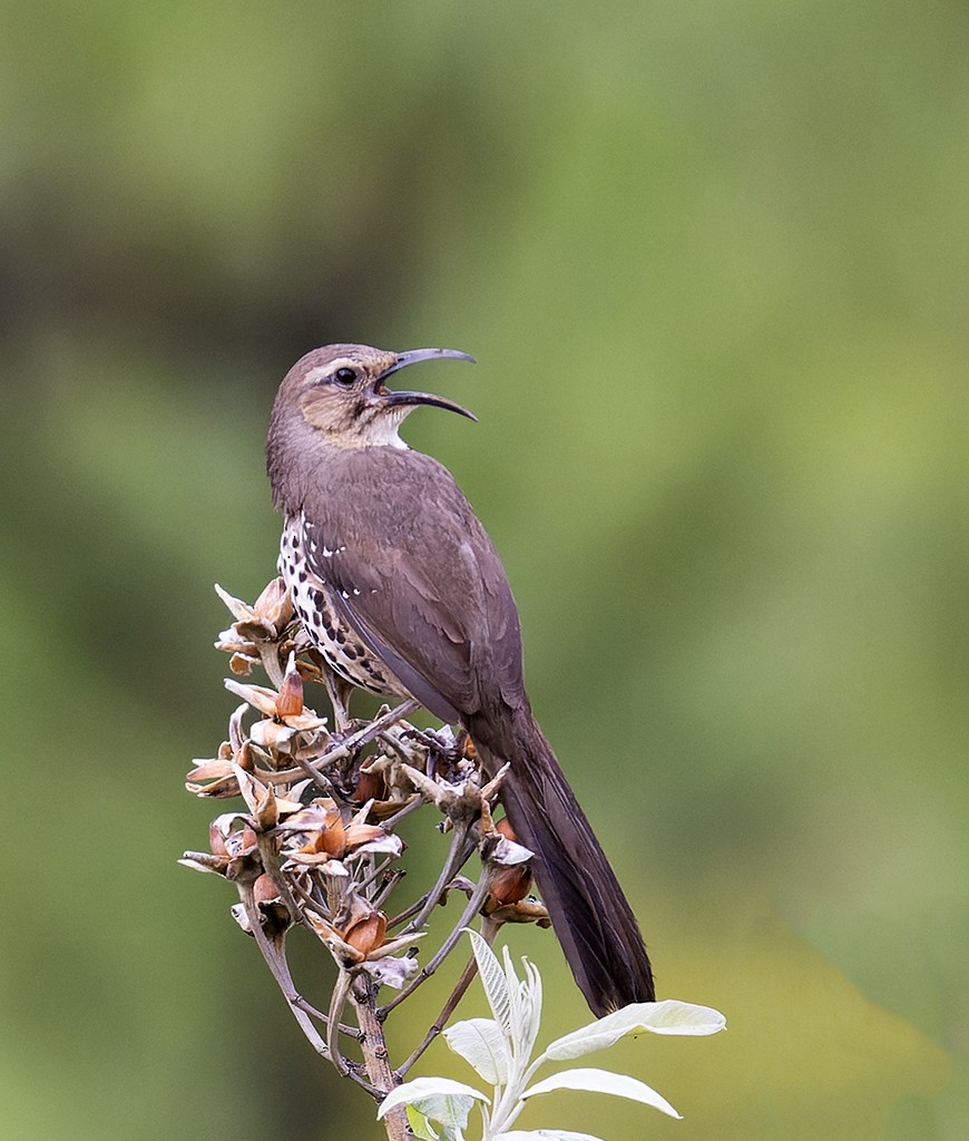 Ocellated Thrasher - ML461440111