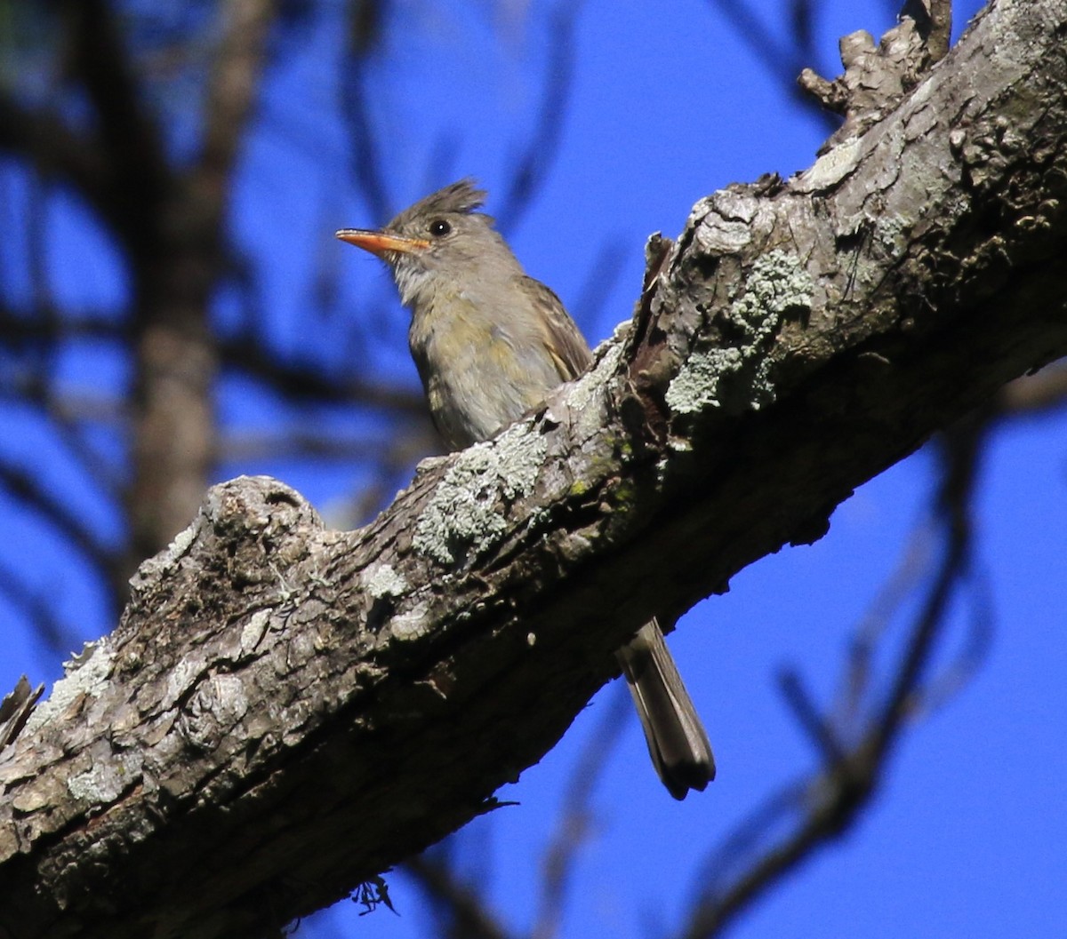 Greater Pewee - ML461440161