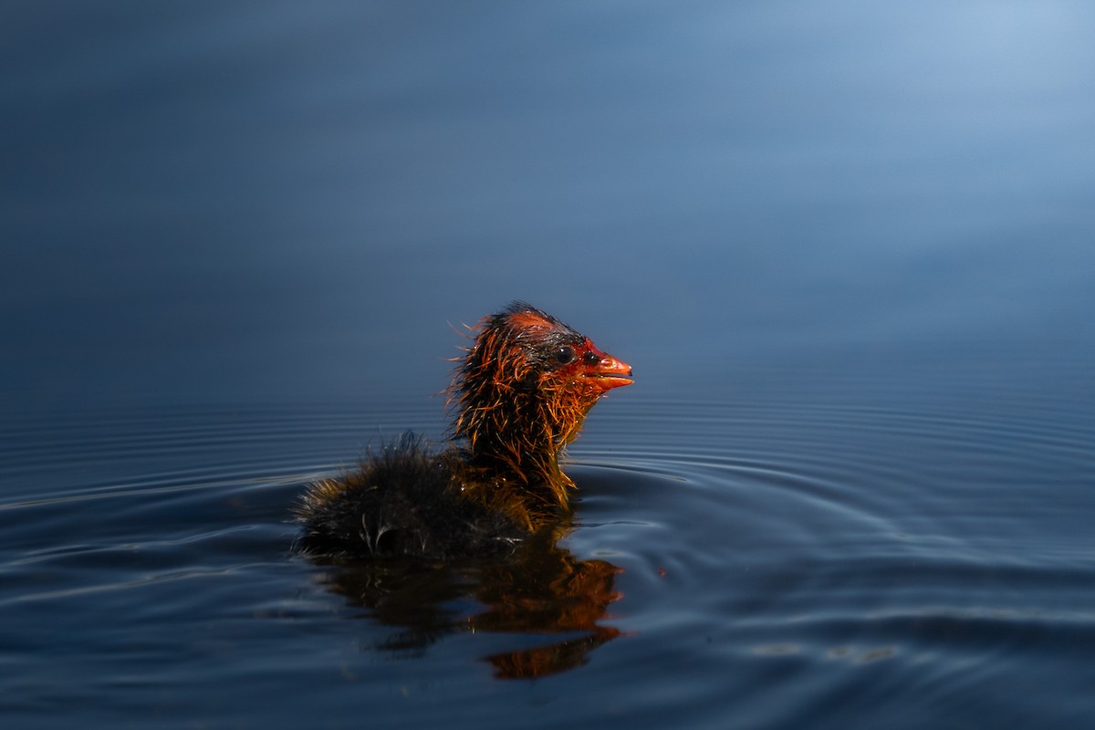 American Coot - ML461440381