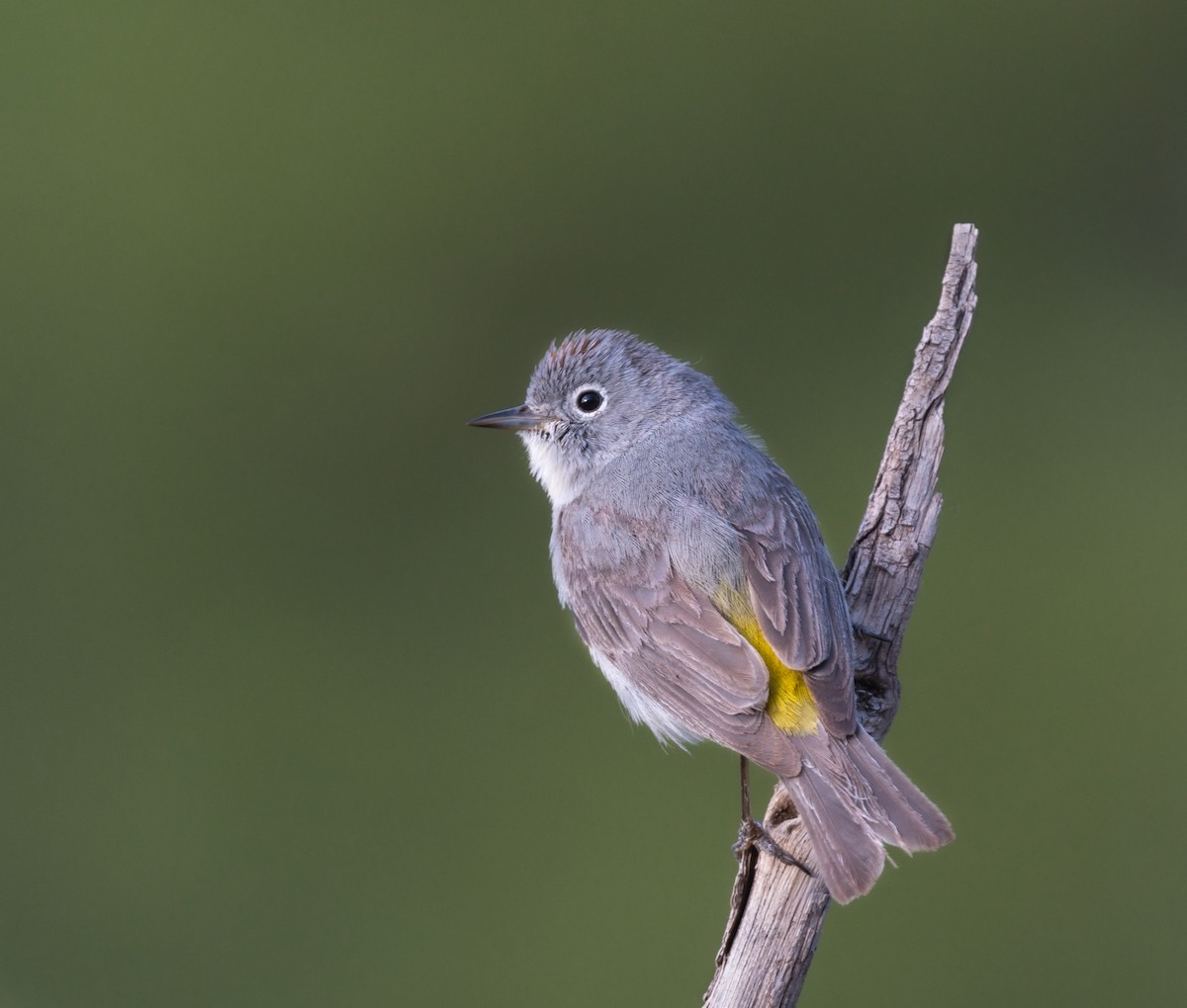 Virginia's Warbler - ML461442911