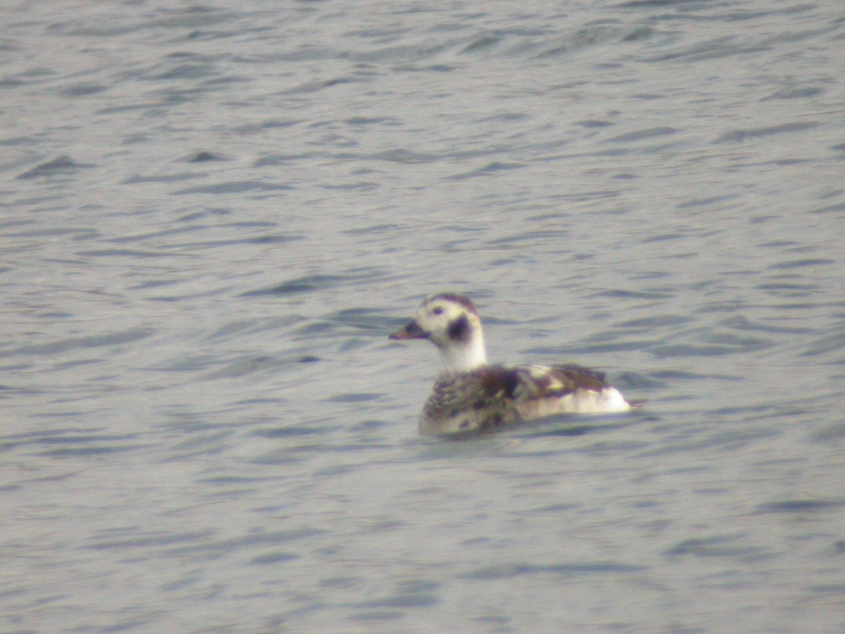 Long-tailed Duck - ML461443541