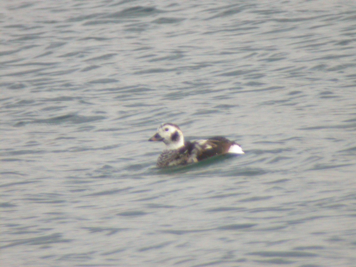 Long-tailed Duck - ML461443551