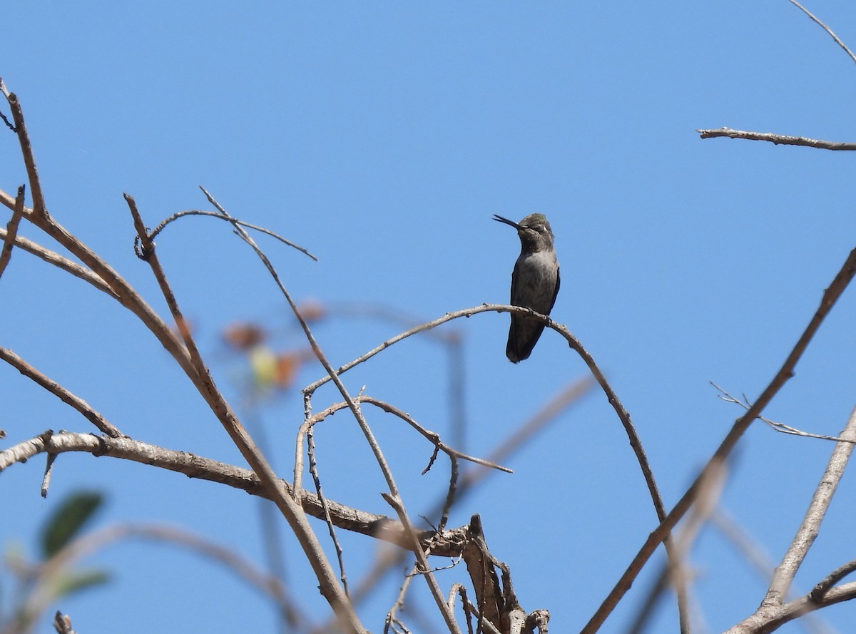 Anna's Hummingbird - ML461443601