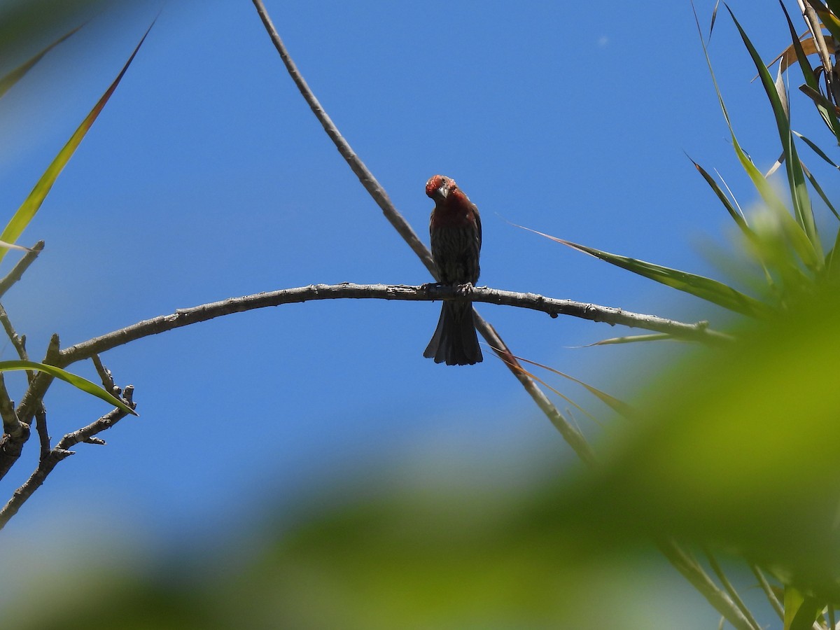 House Finch - ML461443901