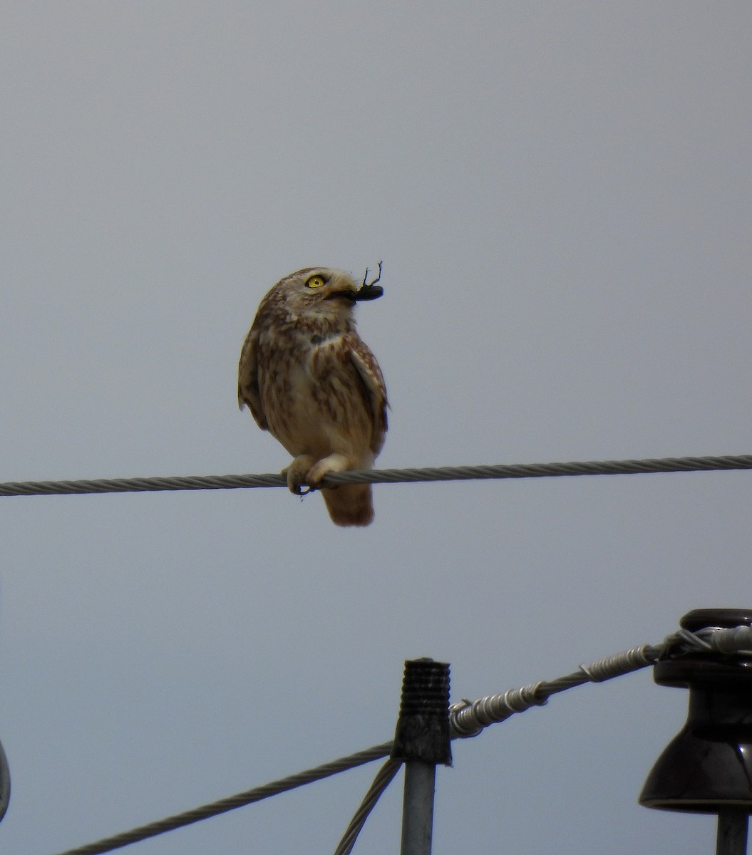 Little Owl (Hutton's) - ML461448151