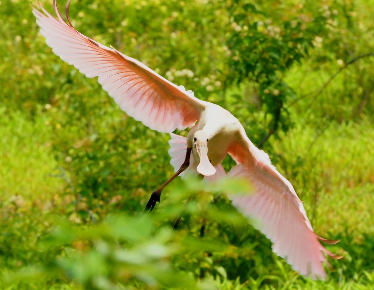 Roseate Spoonbill - Maria de Bruyn