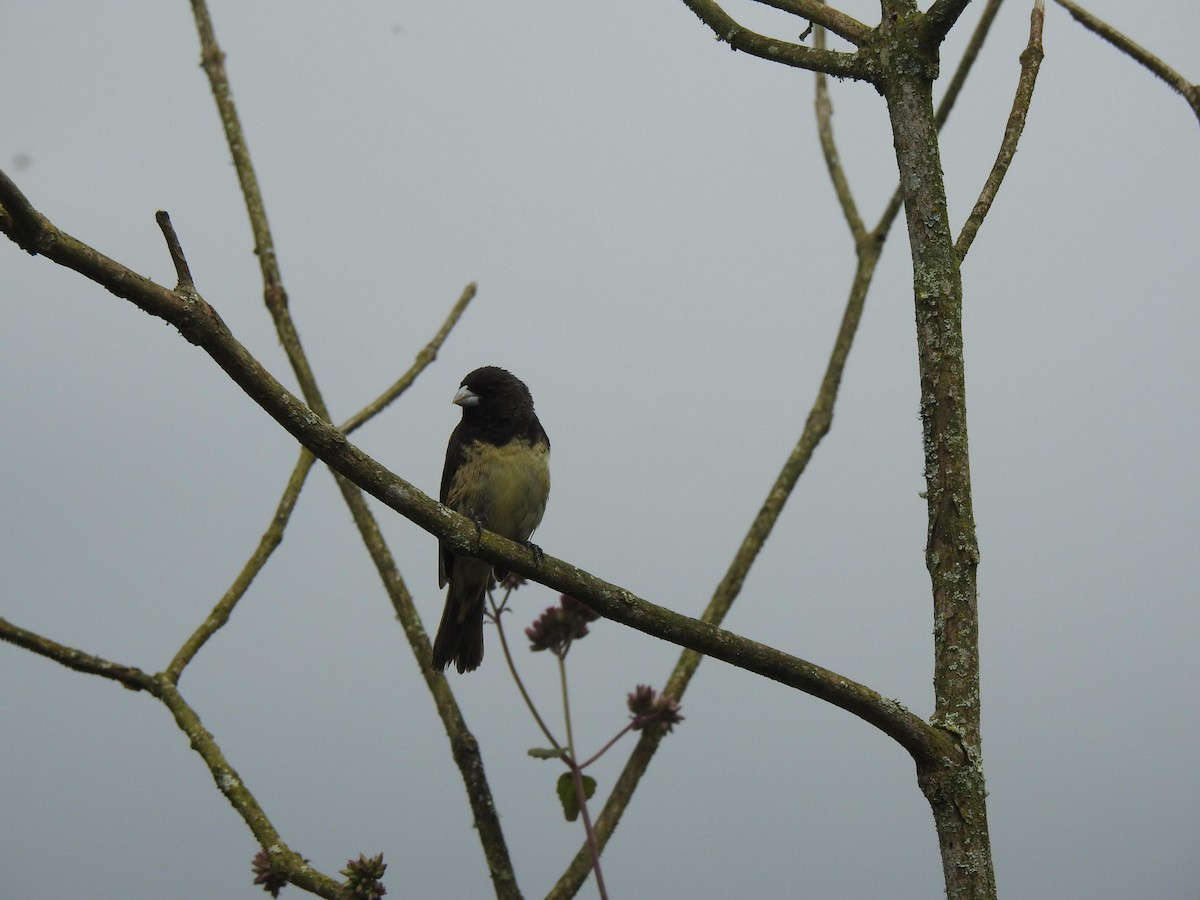 Yellow-bellied Seedeater - Diego DUQUE