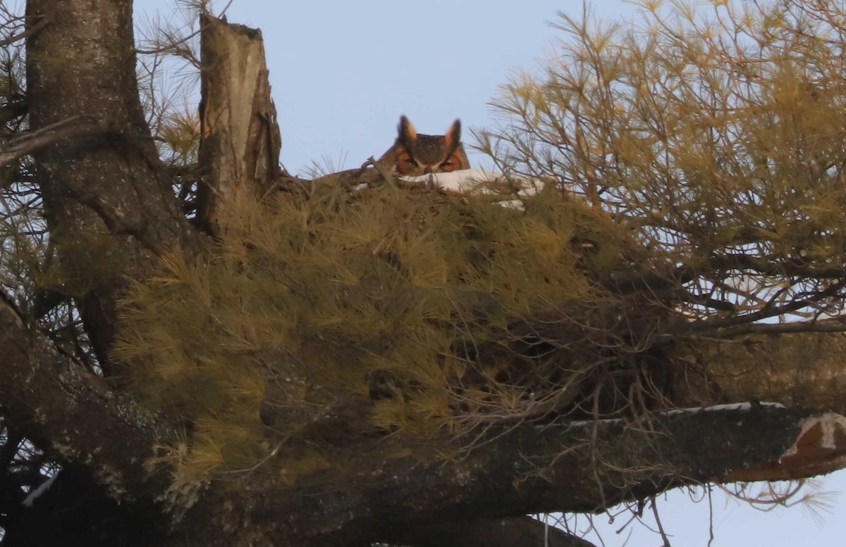 Great Horned Owl - William Hull