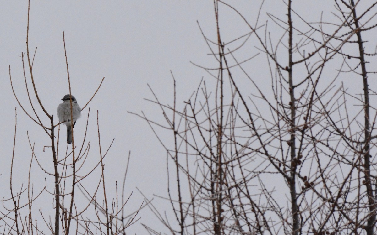 Northern Shrike - ML46145301