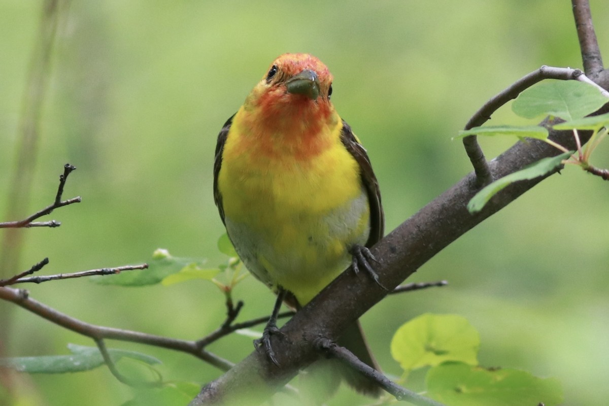 Western Tanager - Matt Yawney