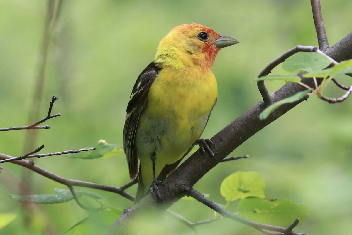 Western Tanager - ML461453851
