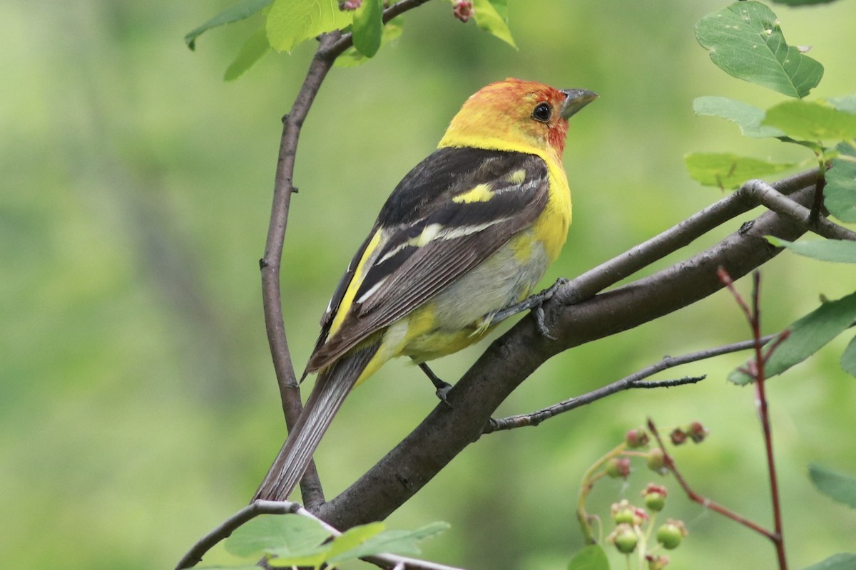 Western Tanager - ML461453861