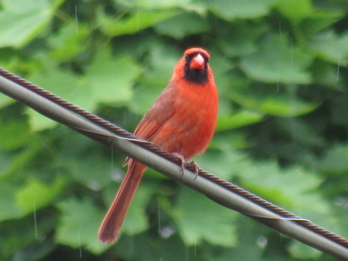 Cardinal rouge - ML461453891