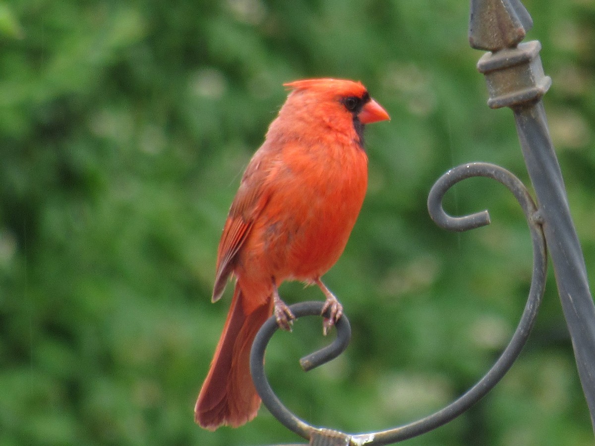 Cardinal rouge - ML461453901