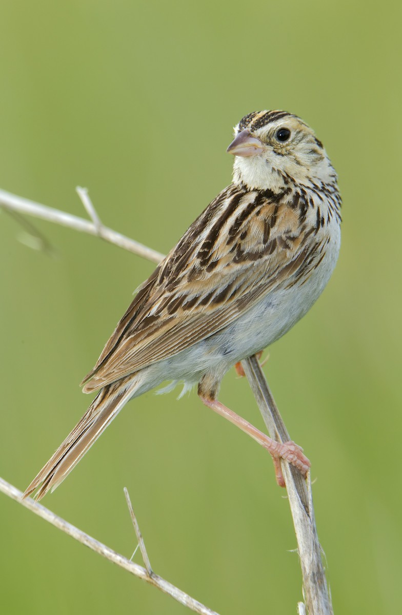 Baird's Sparrow - ML461455541