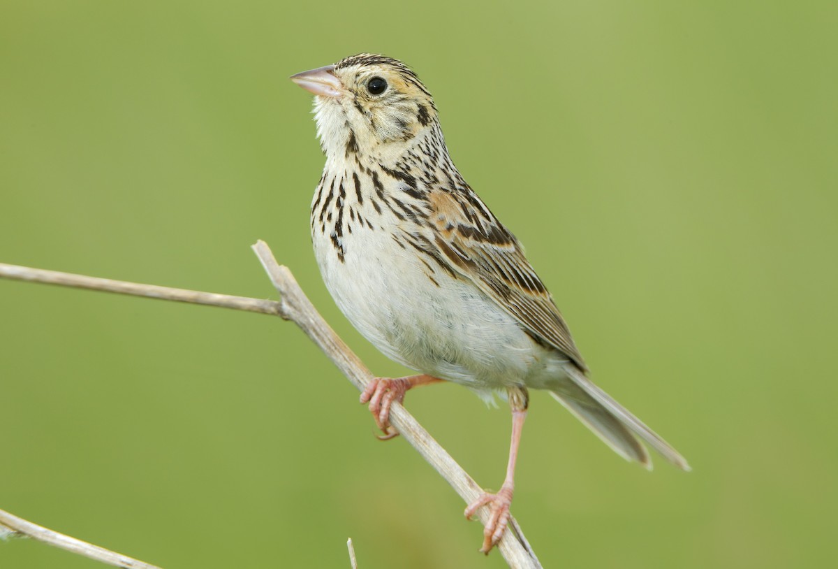 Baird's Sparrow - ML461455561
