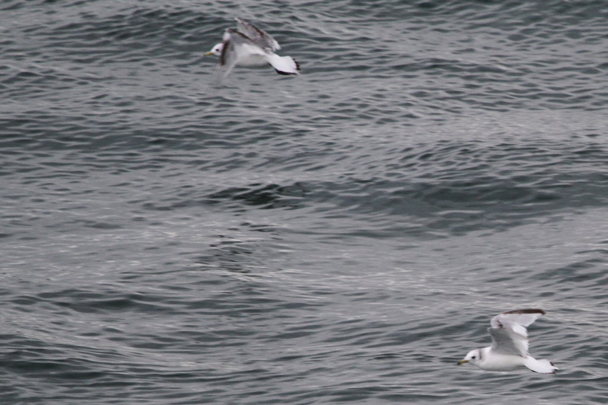 Black-legged Kittiwake - ML46145581