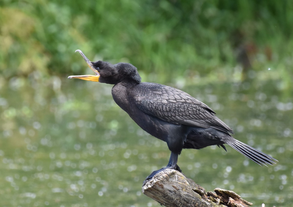 Cormorán sp. - ML461455841