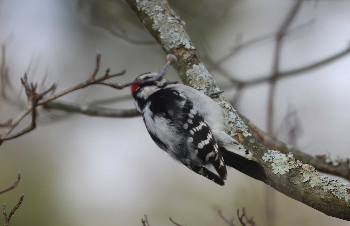 Downy Woodpecker - ML461456181