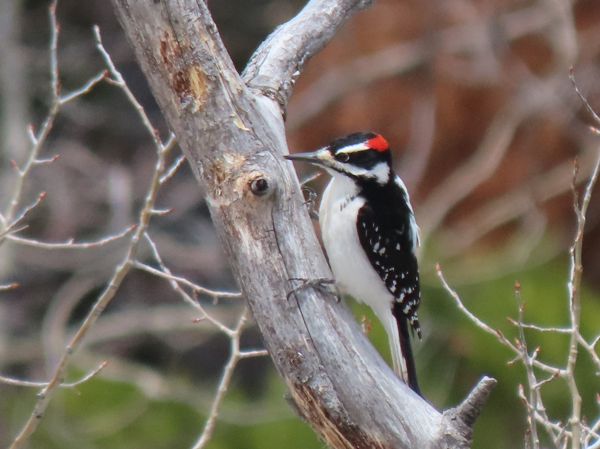 Hairy Woodpecker (Rocky Mts.) - ML461456971