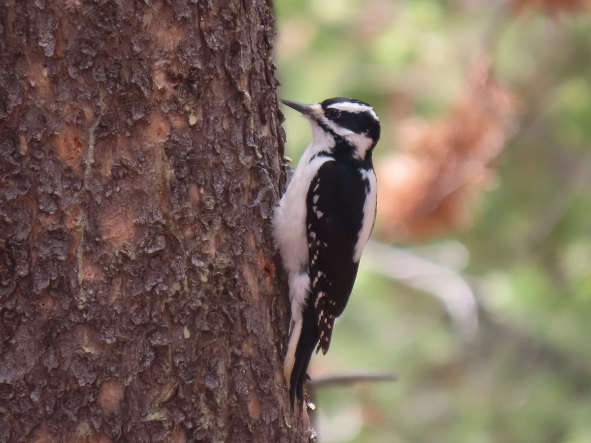 Hairy Woodpecker (Rocky Mts.) - ML461457221