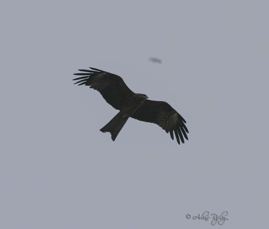 Black Kite - ML46145811