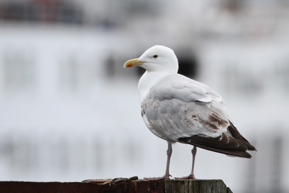 Kuzey Gümüş Martısı (argentatus/argenteus) - ML46145841