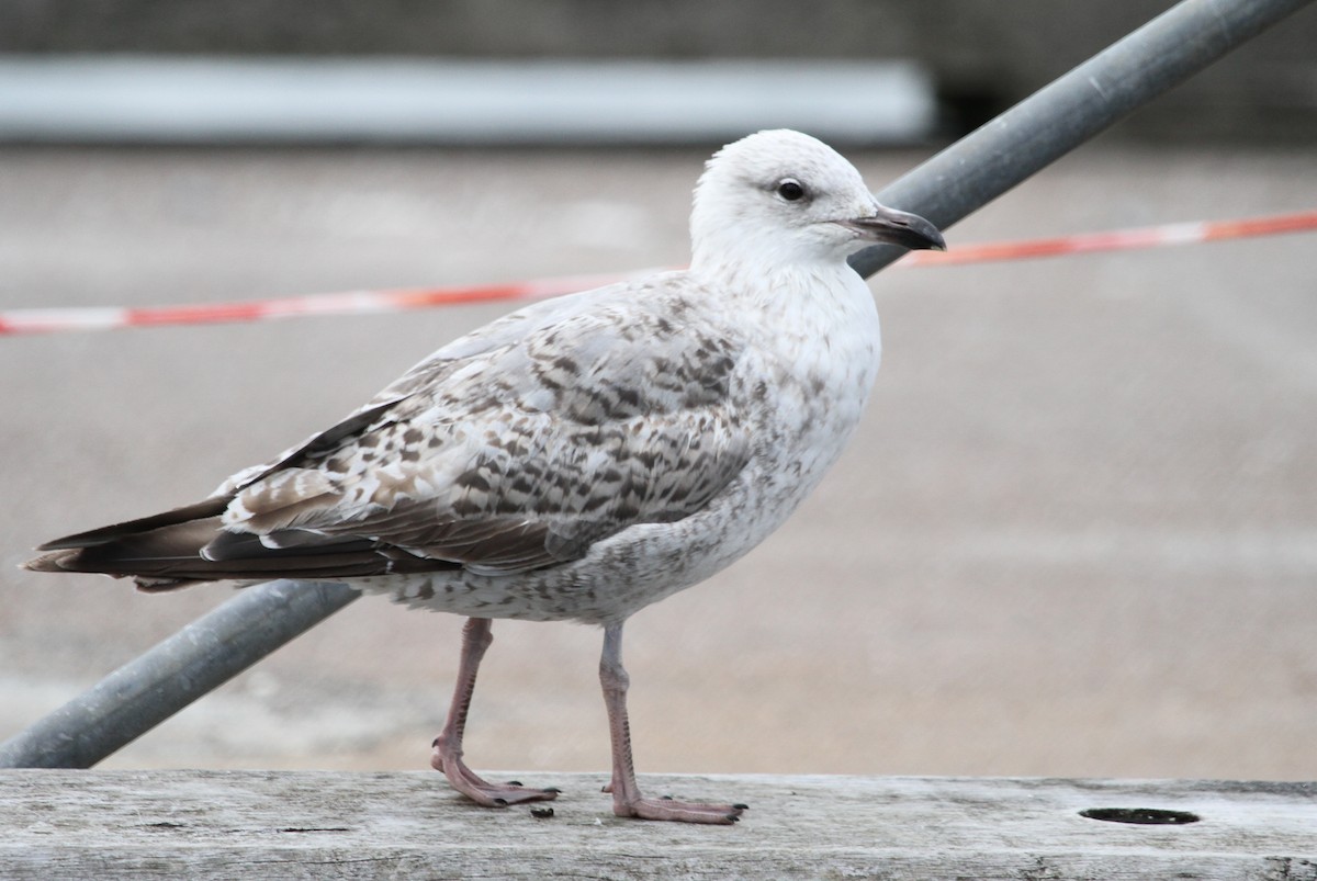 Herring Gull (European) - ML46145851