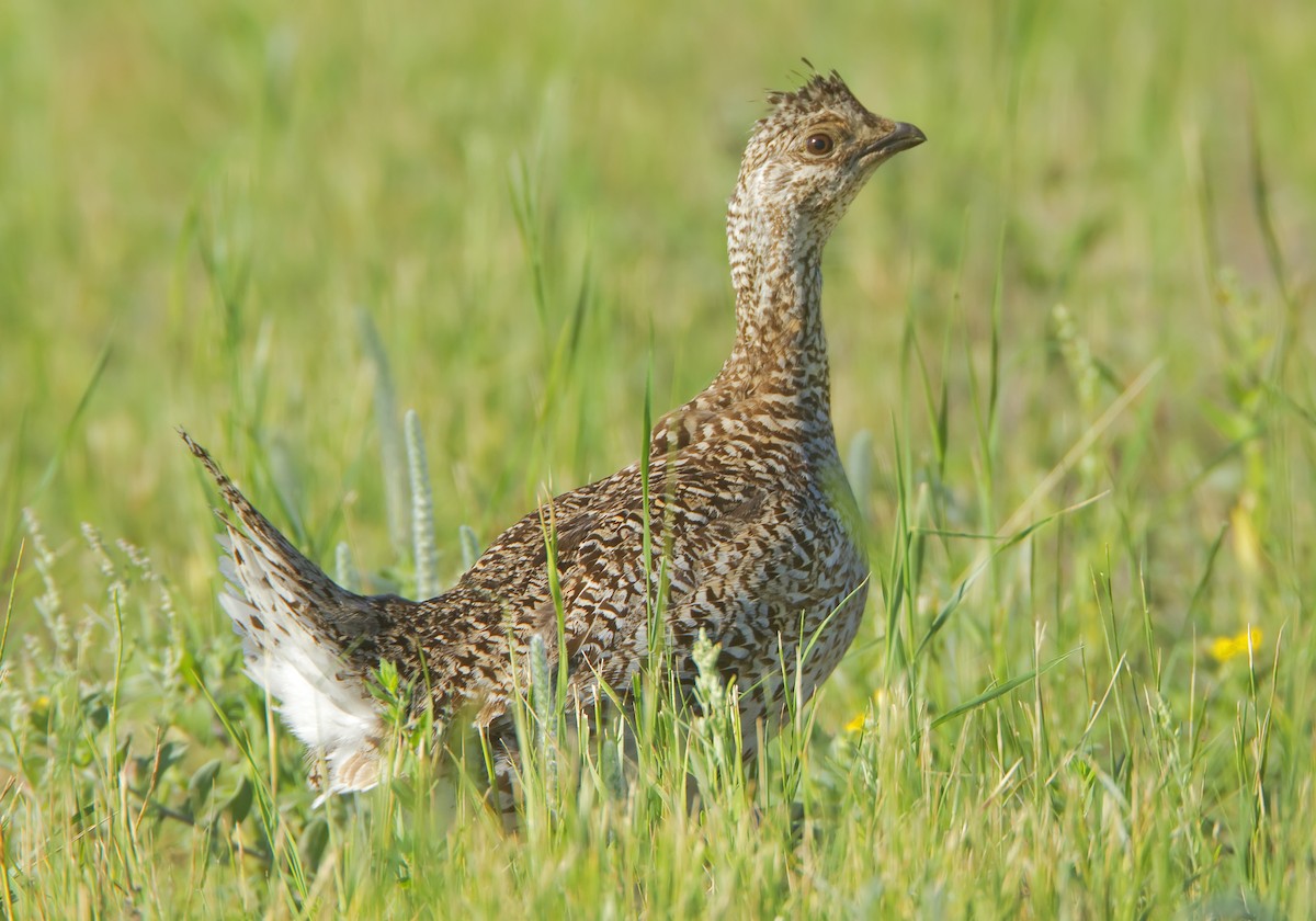 Sharp-tailed Grouse - ML461458671